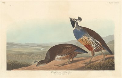 Kalifornisches Rebhuhn, 1838 von John James Audubon